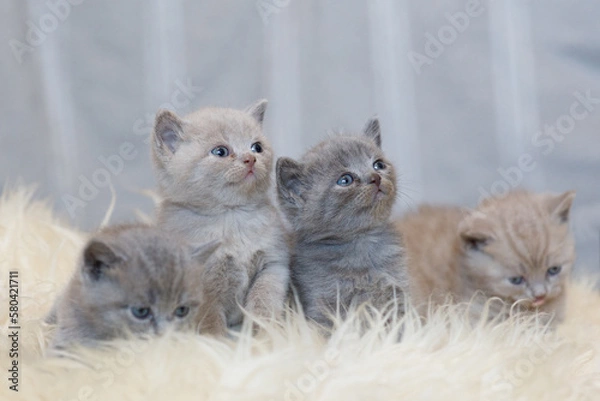 Fototapeta Kot brytyjski niebieskowłosy, koty brytyjskie niebieskowłose, malutkie kotki brytyjskie na tapetę, 