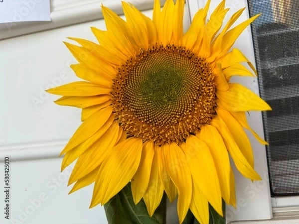 Obraz sunflower on a table