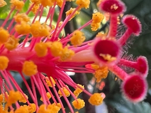 Obraz red and yellow flower