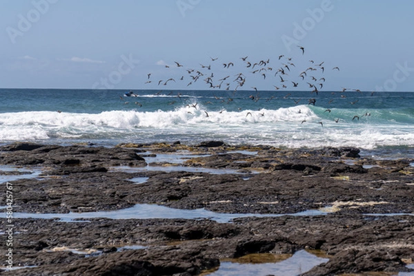 Fototapeta Birds fly over the sea