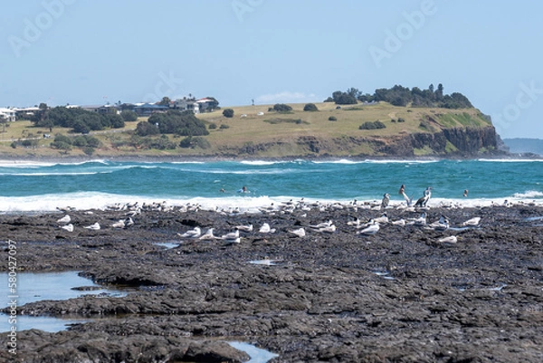 Fototapeta seagulls on the beach