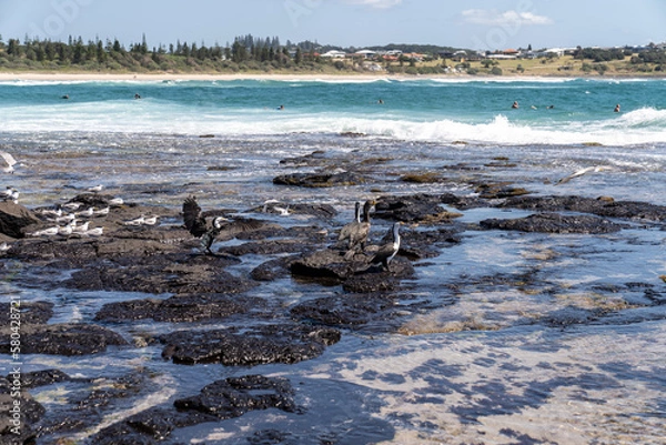 Fototapeta seagulls on the beach