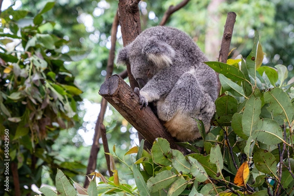 Fototapeta koala in tree