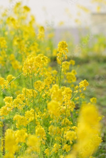 Fototapeta 寒い冬から暖かな春の訪れを告げる菜の花。黄色が心を温める