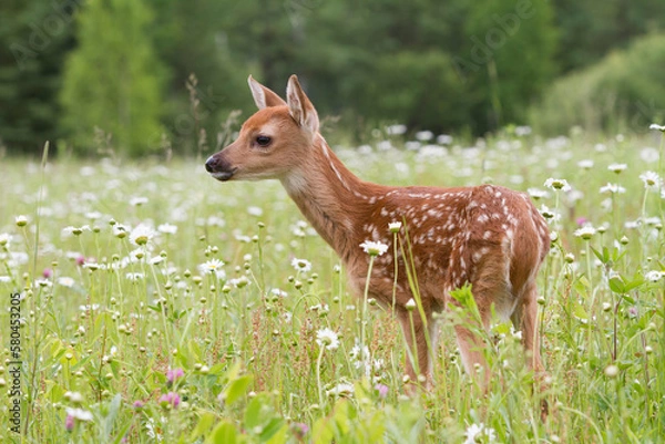 Obraz Alert white tailed fawn in a wildflower meadow 