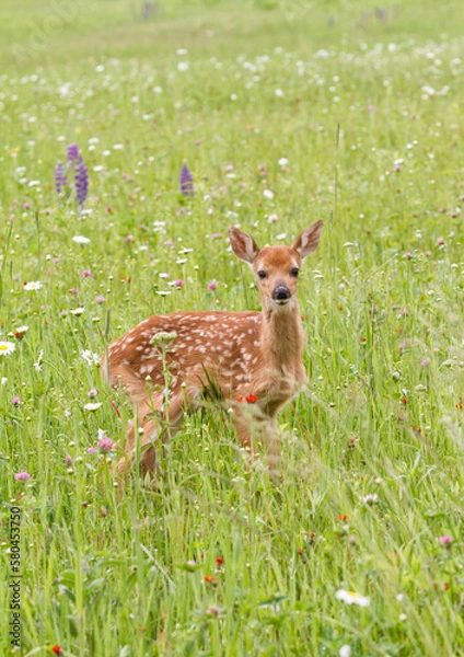 Obraz Fawn Standing in a Wildflower Meadow
