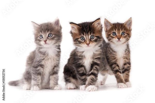 Obraz Three kittens isolated on white