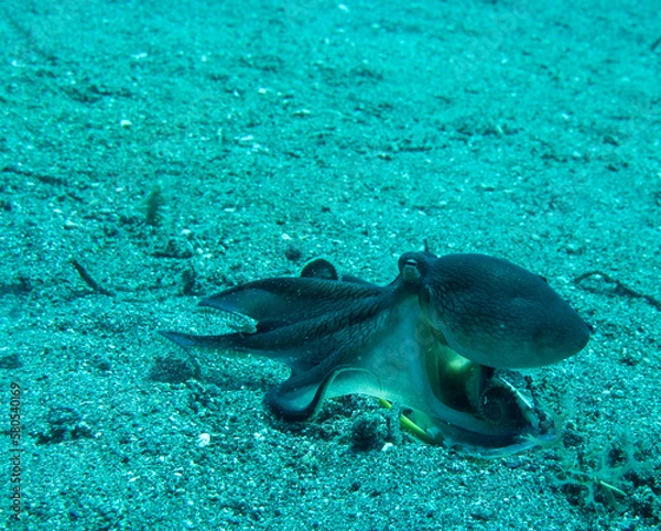 Obraz OLYMPUS DIGITAL CAMERA