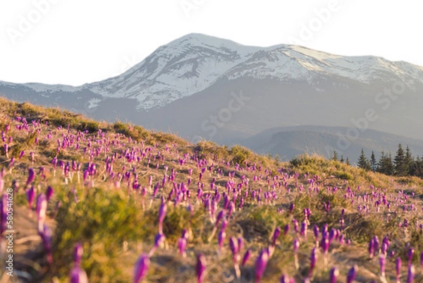 Obraz Blurred crocuses meadow with snow capped mountains isolated PNG photo with transparent background