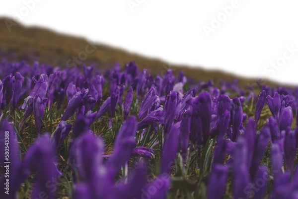 Obraz Raindrops on crocus flowers on gloomy slope isolated PNG photo with transparent background