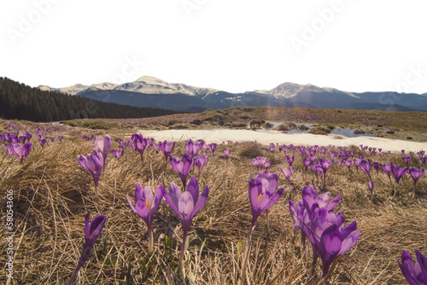 Obraz Crocus meadow with melting snow and mountain woods isolated PNG photo with transparent background