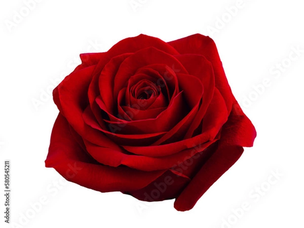 Obraz Single Dark red rose is on transparent background. Detail for creating a collage