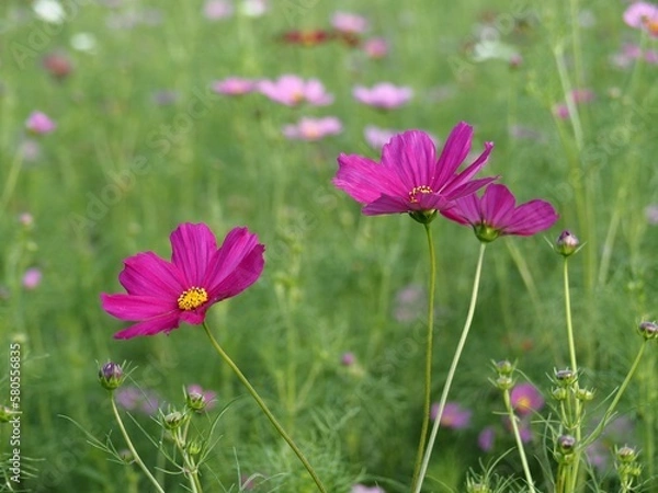 Obraz コスモス群