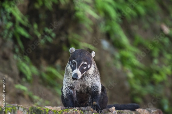 Obraz white nosed coati