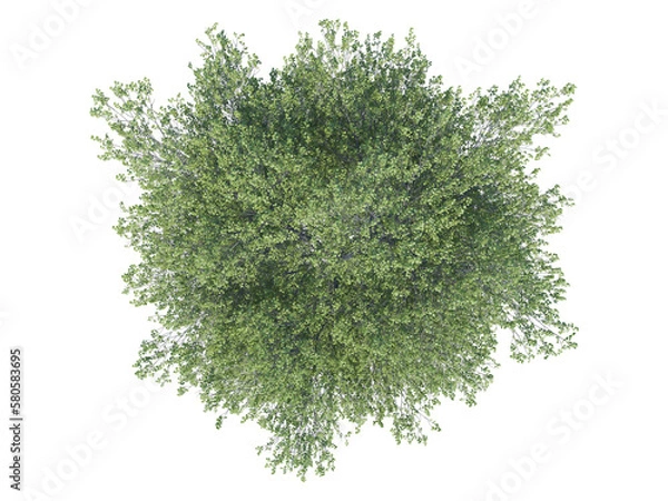 Fototapeta Poplar tree top view alpha channel