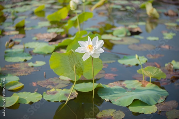 Fototapeta Nature photo: Lotus flowers. Time: February 19, 2023. Location: Ho Chi Minh City. 