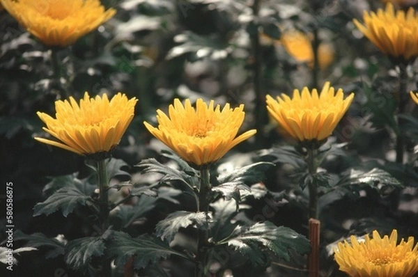 Fototapeta Natural photo: Colorful flower paintings. Time: January 29, 2023. Location: Sai Gon. Content: The author wants to capture flowers in full bloom on the occasion of spring 2023