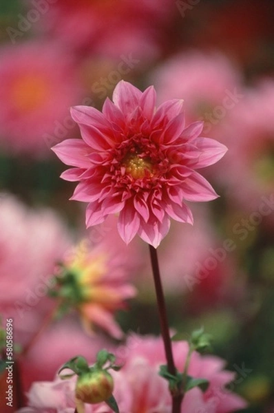 Fototapeta Natural photo: Colorful flower paintings. Time: January 29, 2023. Location: Sai Gon. Content: The author wants to capture flowers in full bloom on the occasion of spring 2023