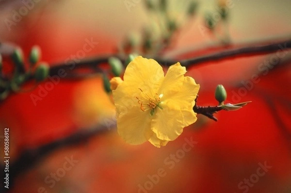Fototapeta Natural photo: Colorful flower paintings. Time: January 29, 2023. Location: Sai Gon. Content: The author wants to capture flowers in full bloom on the occasion of spring 2023