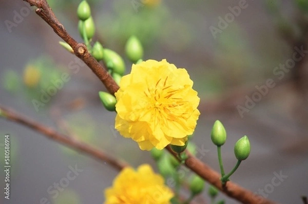 Fototapeta Natural photo: Colorful flower paintings. Time: January 29, 2023. Location: Sai Gon. Content: The author wants to capture flowers in full bloom on the occasion of spring 2023