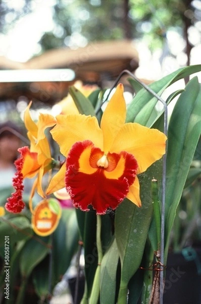 Fototapeta Natural photo: Colorful flower paintings. Time: January 29, 2023. Location: Sai Gon. Content: The author wants to capture flowers in full bloom on the occasion of spring 2023