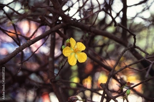 Fototapeta Natural photo: Colorful flower paintings. Time: January 29, 2023. Location: Sai Gon. Content: The author wants to capture flowers in full bloom on the occasion of spring 2023