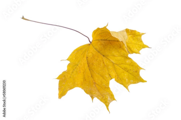 Fototapeta Autumn dry yellow maple leaf. Isolated on a white background