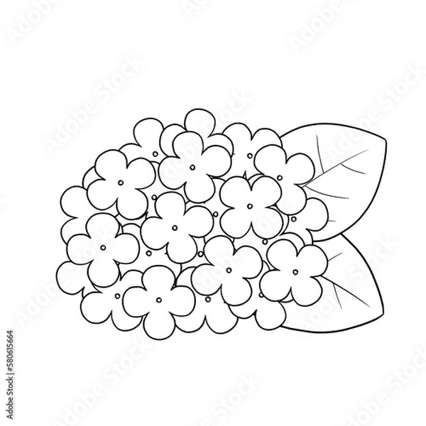 Obraz 白黒　紫陽花イラスト