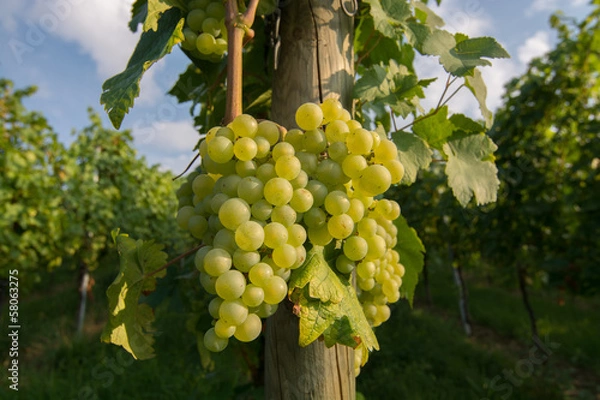 Obraz Weinreben 13.781