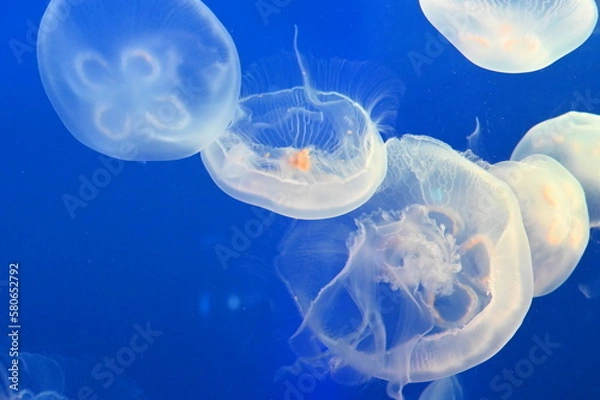 Obraz 水中を元気に泳ぐミズクラゲ達