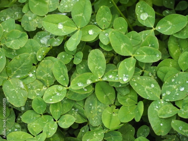 Fototapeta 雨上がりのクローバー