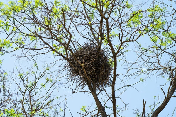 Fototapeta bird nest in tree with new green leaves in spring