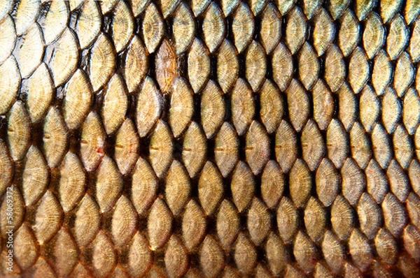 Obraz Scales of fish. carp
