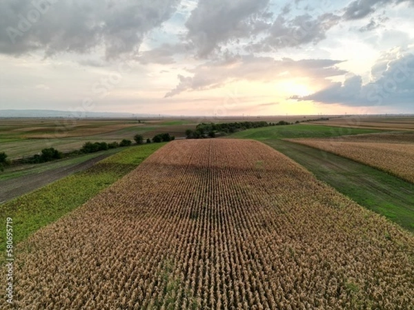 Fototapeta field of corn 