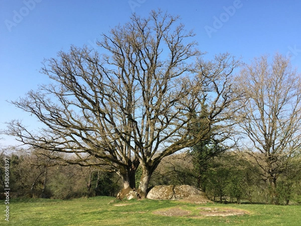 Obraz Arbre dans granit