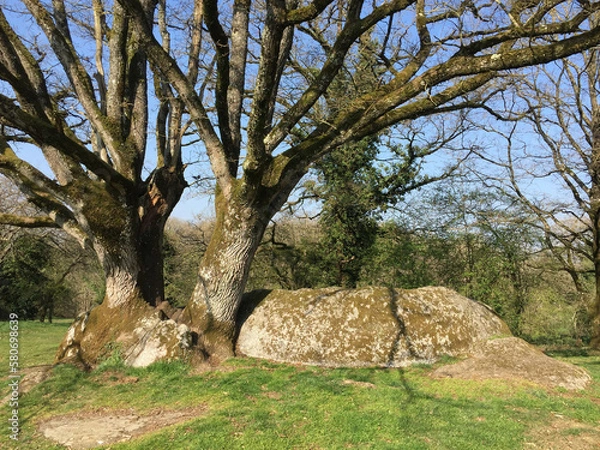 Obraz Arbre dans granit
