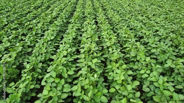 Obraz Field of soybean