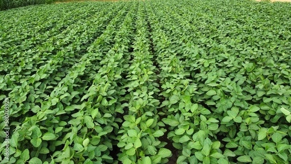 Obraz Field of soybean