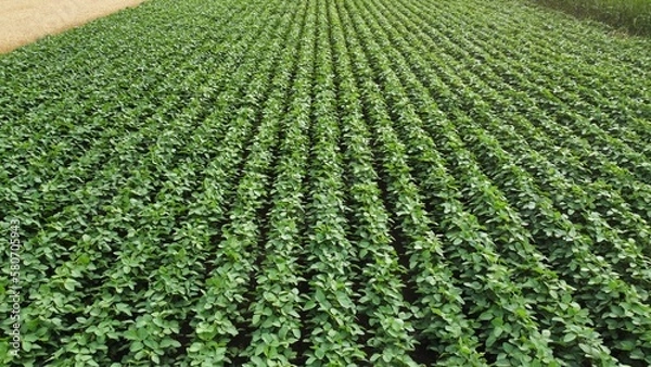 Obraz Soybean