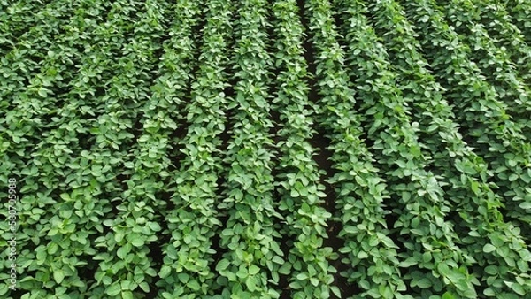 Obraz Soybean