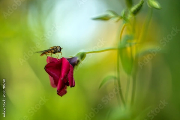 Fototapeta Malarskie