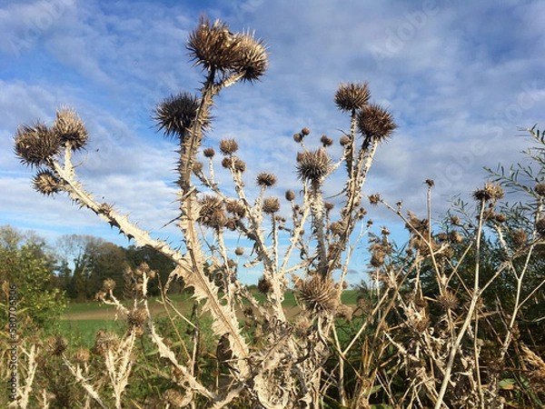 Obraz Chardons des ânes