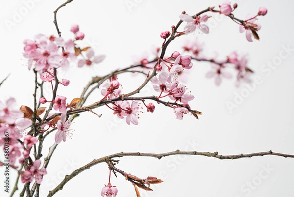 Obraz japanische Kirschblüte02