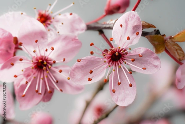 Obraz japanische Kirschblüte03