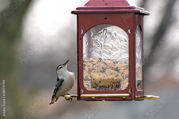 Obraz A nuthatch at backyard bird feeder. Northern Illinois, USA.
