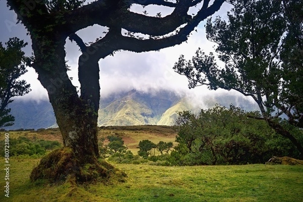 Fototapeta Fanal, ancient laurisilva forest, Madeira, Portugal. UNESCO. View of an old laurel tree in laurel tree forest. 