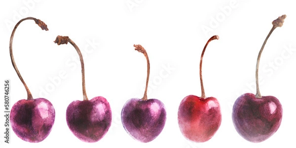 Obraz Watercolor botanical set. Cherry
