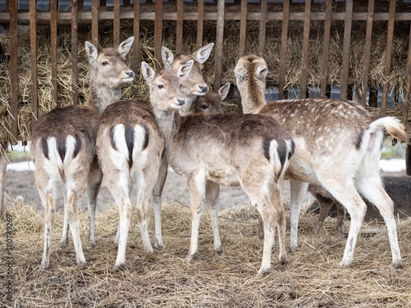Obraz deer in the zoo
