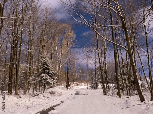 Obraz winter forest in the snow night