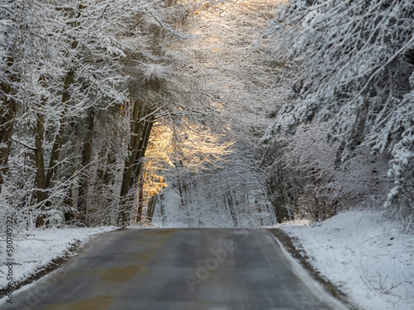 Obraz winter forest in the winter
